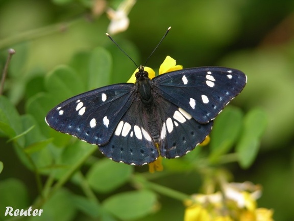 Blauschwarzer Eisvogel (Limenitis reducta)